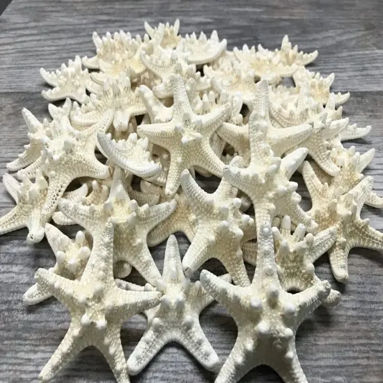 Starfish 48 White Knobby Starfish 3" to 4" for Crafts and Decor {1}