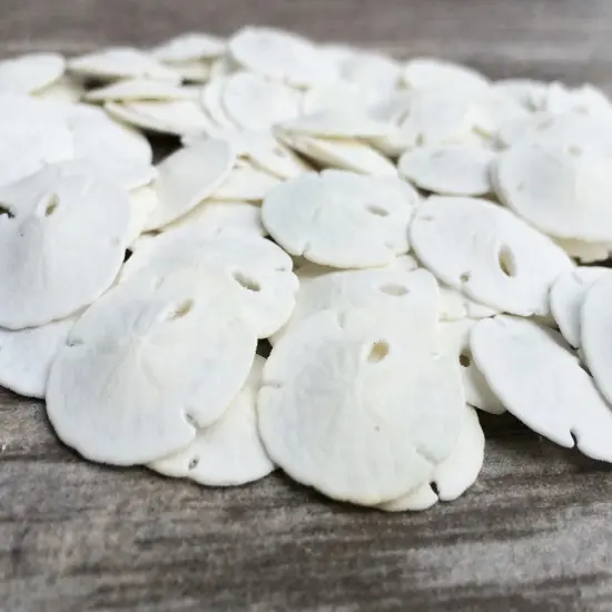 Sand Dollar Set of 50 Real Sand Dollars .5" - .75" Sand Dollar Shells {1}