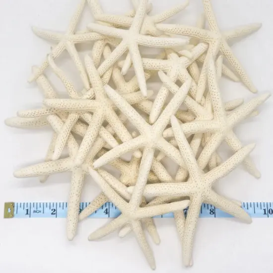 Starfish 20 Pack White Finger Starfish 4"-5"for Craft and D&eacute;cor {1}