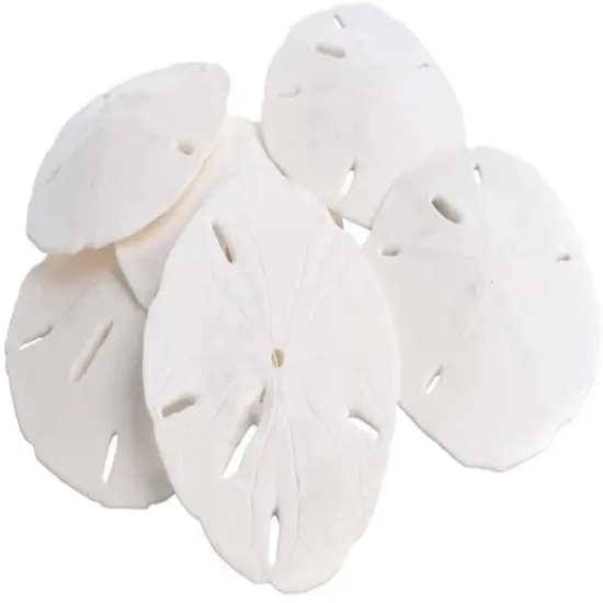 Sand Dollar Set of 6 Real Sand Dollars 3" to 3 1/2" Sand Dollar Shells {1}