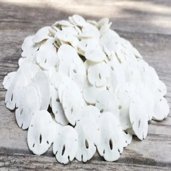 Sand Dollar Set of 200 Real Natural Sand Dollars Under 1" Small White Sand Dollar Shells {1}