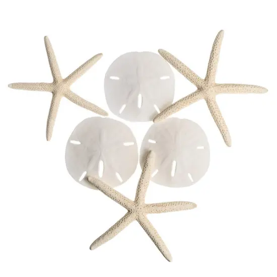 Starfish Mix 3 White Finger Starfish and 3 Sand Dollars for Crafts and Decor {1}
