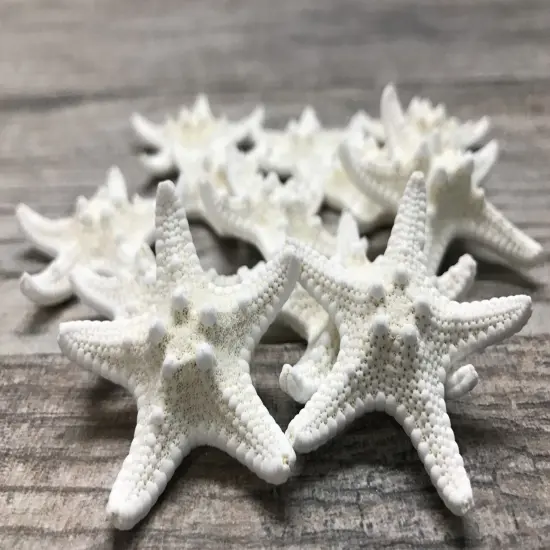 Starfish 12 Knobby White Satfish 1 1/4" to 2 1/4" for Crafts and Decor {1}