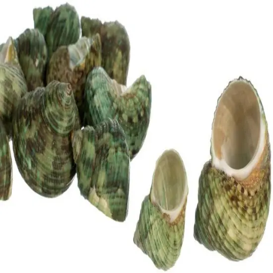 Hermit Crab Shells .75"-1.5" Turbo Shell 12 Pack Green Stenuous Shells {5}