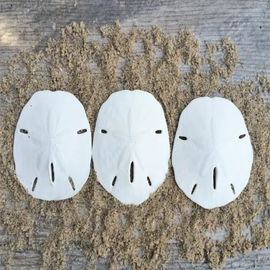 Sand Dollar Set of 3 Real Sand Dollars 2 1/2" to 3" Sand Dollar Shells {1}