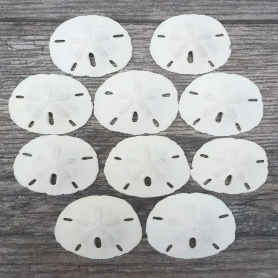 Sand Dollar Set of 10 Real Sand Dollars 3"-3 1/2" Sand Dollar Shells {1}