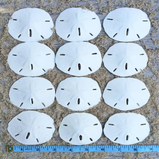 Sand Dollar Set of 12 Real Sand Dollars 2 1/2" to 3" Sand Dollar Shells {1}