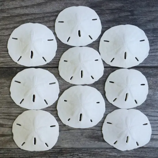 Sand Dollar Set of 9 Real Sand Dollars 2 1/2" to 3" Sand Dollar Shells {1}