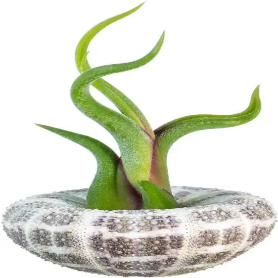 Alfonso Sea Urchins 2"-3" and Medusa Caput Tillandsia Air Plant 4"-5" Set {2}
