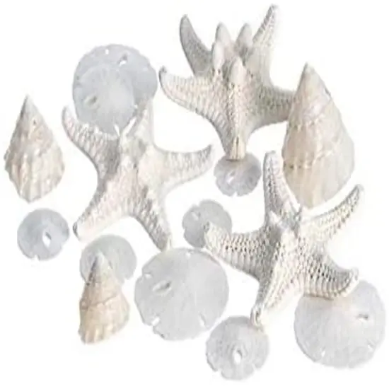 White Nautical Shell Mix Small 12 Piece Mix of White Knobby Starfish, Sand Dollars, Mother of Pearl Turbo Shells for Crafts {1}