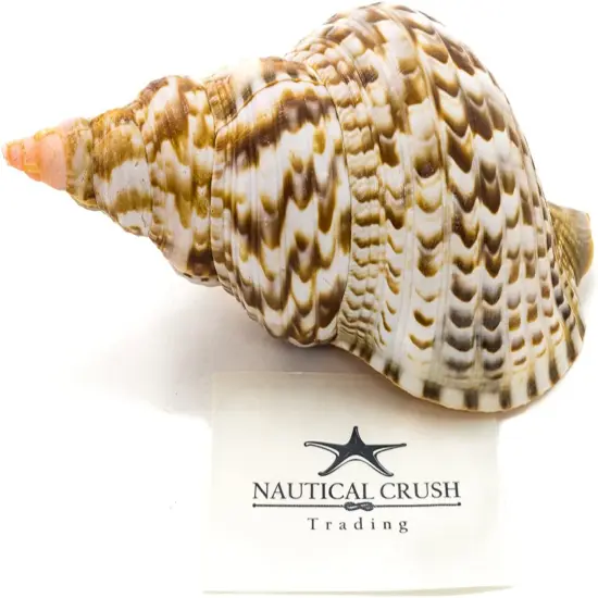 Triton Shell 1 Triton Seashell Large 10"-11" for Display {1}