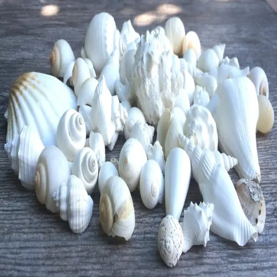 Seashell Mix 2 Pounds of White Decorative Seashell Mix for Crafts and Decor {1}