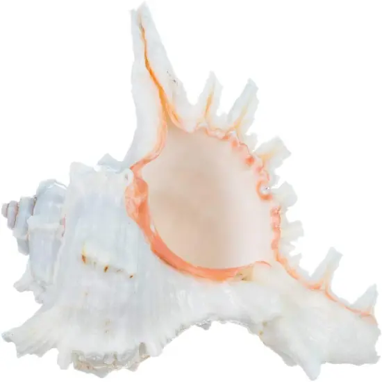 Murex Ramosus Shell 7"Garden Quality Imperfect Murex Seashell for Display {1}