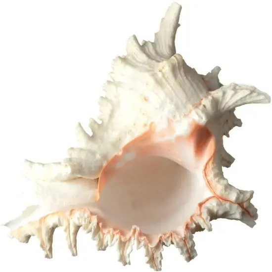 Murex Ramosus Shell 6-7 inches Real Murex Sea Shell Large Large Shell Decor Seashell Display for Table {2}