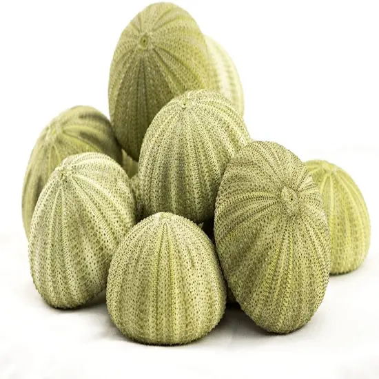 Sea Urchin 12 Green Sea Urchin Shell 1.5"-2.5" for Crafts and Decor {1}