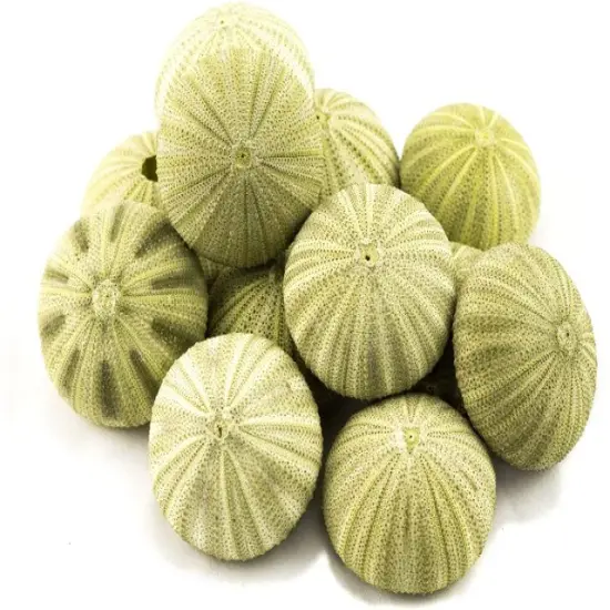 Sea Urchin 12 Green Sea Urchin Shell 1.5"-2.5" for Crafts and Decor {4}