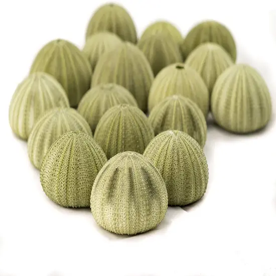 Sea Urchin 18 Green Sea Urchins 1.5-2.5" Green Sea Urchin Shells for Craft and D&eacute;cor {3}