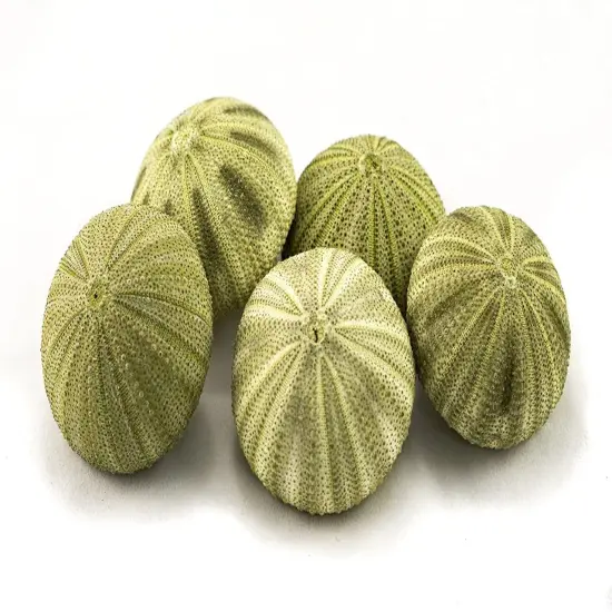 Sea Urchin 5 Green Sea Urchin Shells 1.5"-2.5" for Crafts and Decor {1}