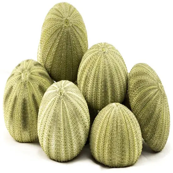 Sea Urchin 12 Green Sea Urchin Shell 1.5"-2.5" for Crafts and Decor {2}