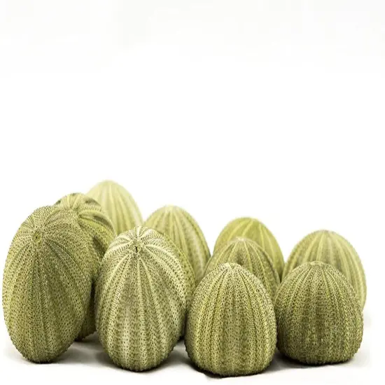 Sea Urchin 12 Green Sea Urchin Shell 1.5"-2.5" for Crafts and Decor {3}
