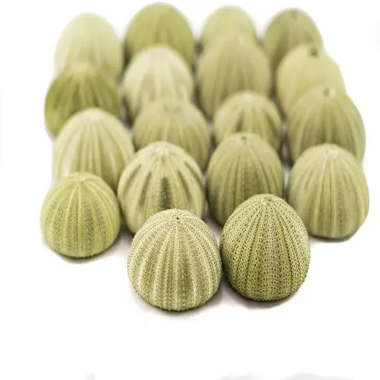 Sea Urchin 18 Green Sea Urchins 1.5-2.5" Green Sea Urchin Shells for Craft and D&eacute;cor {2}
