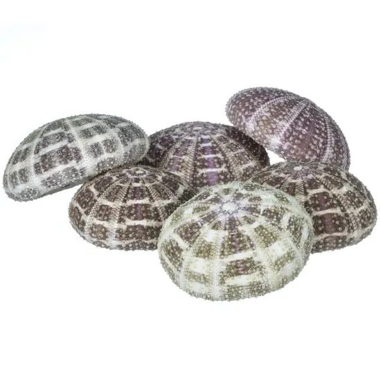 Sea Urchin 6 Alphonse Sea Urchin Shells 2.5"-3" for Craft and Decor {1}