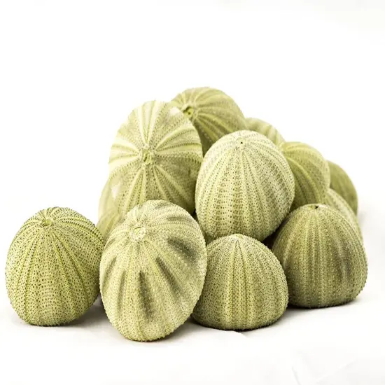 Sea Urchin 18 Green Sea Urchins 1.5-2.5" Green Sea Urchin Shells for Craft and D&eacute;cor {4}