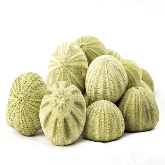 Sea Urchin 18 Green Sea Urchins 1.5-2.5" Green Sea Urchin Shells for Craft and D&eacute;cor {5}