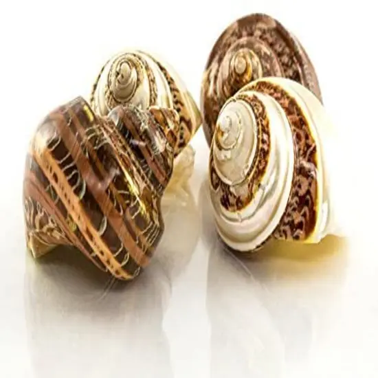 Hermit Crab Shells Flawed 2"-2.5" Turbo Shell 4 Pack- 2 Brown 2 Banded Imperfect Shells {1}