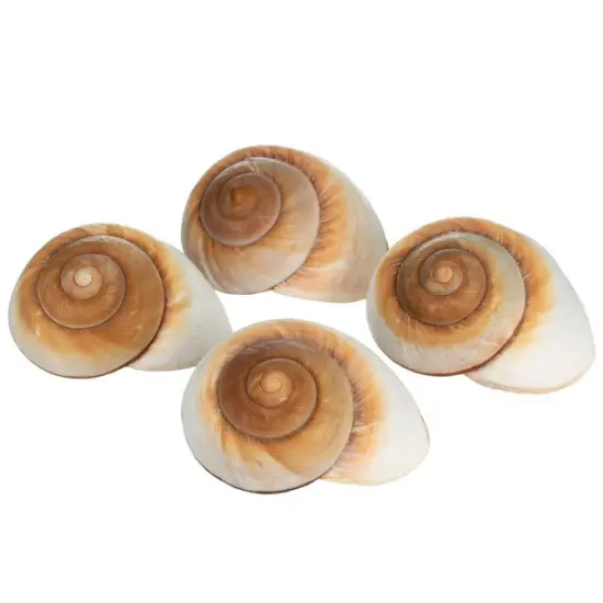 Hermit Crab Shells 3"- 4" Turbo Shells 4 Muffin Snail Shells {3}