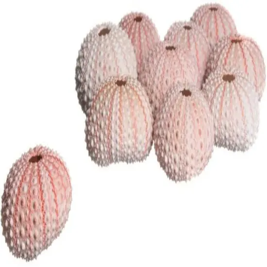Sea Urchin 10 Pink Sea Urchin Shells 1"-2" for Crafts and Decor {2}