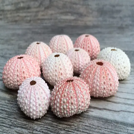Sea Urchin 10 Pink Sea Urchin Shells 1"-2" for Crafts and Decor {5}