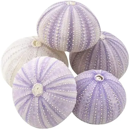 Sea Urchins 5 Purple Sea Urchin Shells 1.5"-2.5" for Crafts and Decor {1}