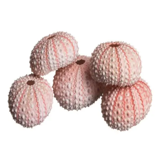 Sea Urchin 5 Pink Sea Urchin Shells 1"-2" for Crafts and Decor {4}
