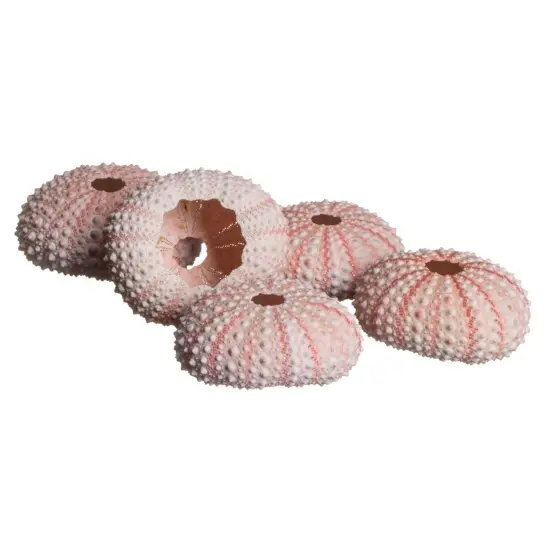 Sea Urchin 5 Pink Sea Urchin Shells 1"-2" for Crafts and Decor {3}