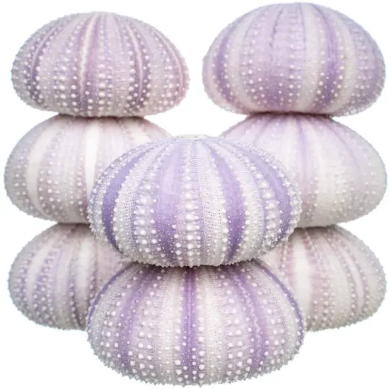 Sea Urchin 8 Purple Sea Urchin Shells 1.5"-2.5" for Craft and D&eacute;cor {1}