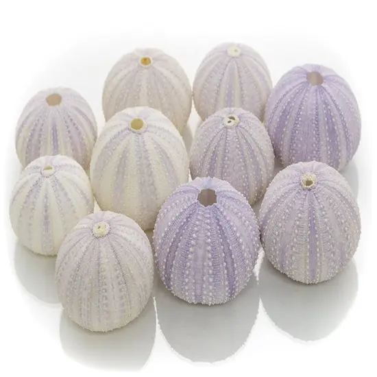 Sea Urchin 10 Purple Sea Urchin Shell 1.5"-2.5" for Craft and Decor {1}