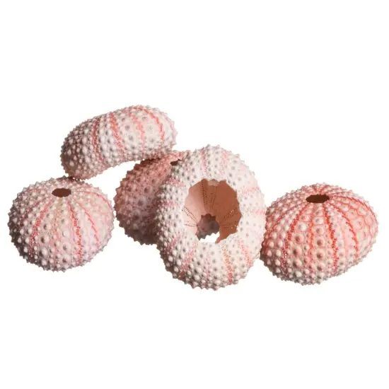 Sea Urchin 5 Pink Sea Urchin Shells 1"-2" for Crafts and Decor {2}