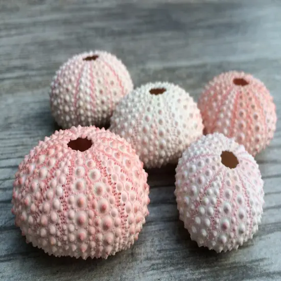Sea Urchin 5 Pink Sea Urchin Shells 1"-2" for Crafts and Decor {5}