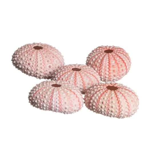 Sea Urchin 5 Pink Sea Urchin Shells 1"-2" for Crafts and Decor {1}