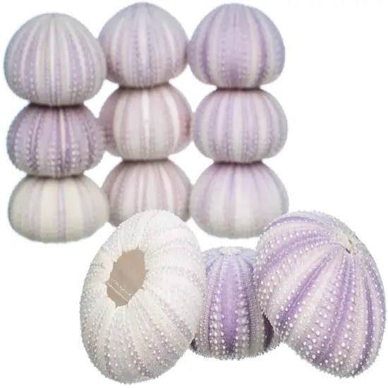 Sea Urchins 12 Purple Sea Urchin Shells 1.5"-2.5" for Crafts and Decor {1}