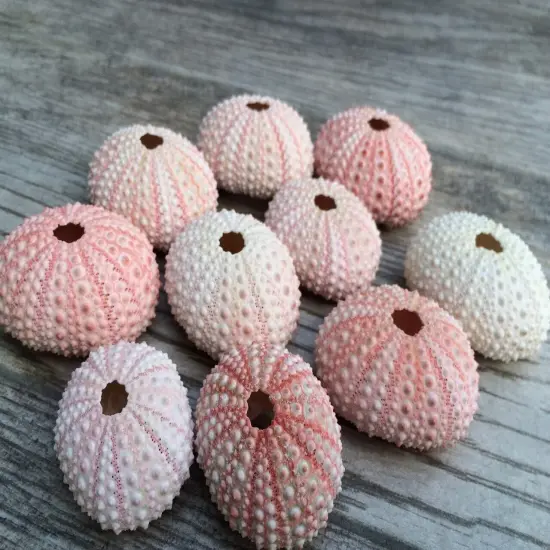 Sea Urchin 10 Pink Sea Urchin Shells 1"-2" for Crafts and Decor {4}