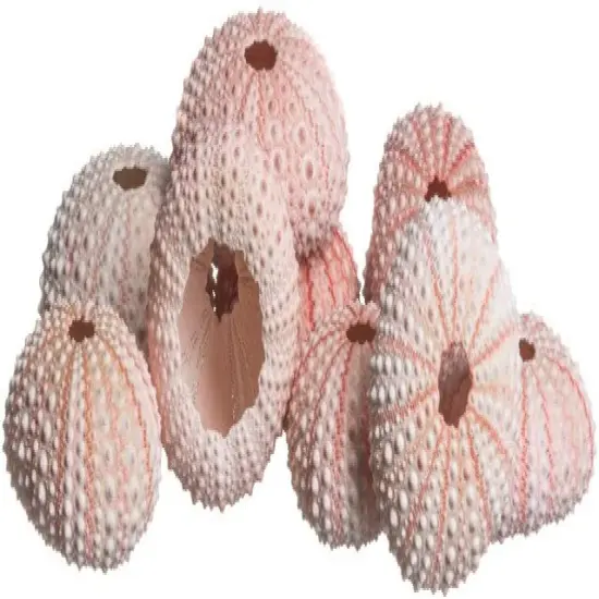 Sea Urchin 10 Pink Sea Urchin Shells 1"-2" for Crafts and Decor {1}