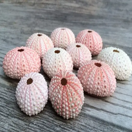 Sea Urchin 10 Pink Sea Urchin Shells 1"-2" for Crafts and Decor {3}
