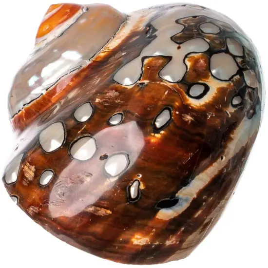 Hermit Crab Shell 3"-3 1/2" Turbo Shell 1 African Sarmaticus Shell {2}