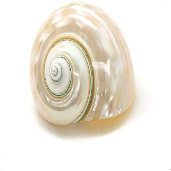 Hermit Crab Shells3"-3.5" Turbo Shell 1 White Pearl Jade Green Shell {2}
