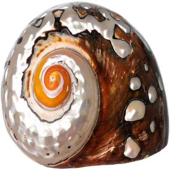 Hermit Crab Shell 3"-3 1/2" Turbo Shell 1 African Sarmaticus Shell {4}
