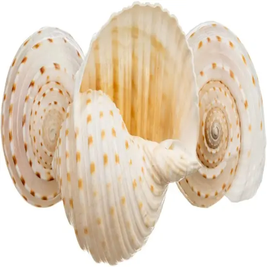 Hermit Crab Shells 2"-2.5" Turbo Shells 3 Spotted Tonna Shells {1}
