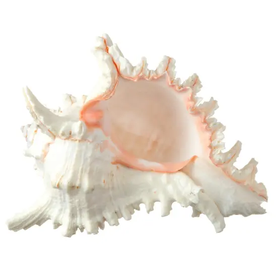 Murex Ramosus Shell Real Murex Sea Shell Large 7-9 inches Large Sea Shells for Decorating {1}