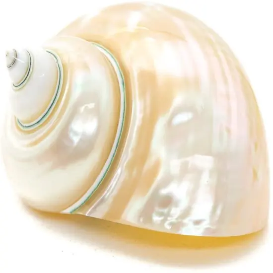 Hermit Crab Shells3"-3.5" Turbo Shell 1 White Pearl Jade Green Shell {1}